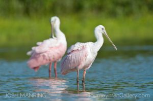 Josh Manring Photographer Decor Wall Art -  Florida Birds Everglades -95.jpg